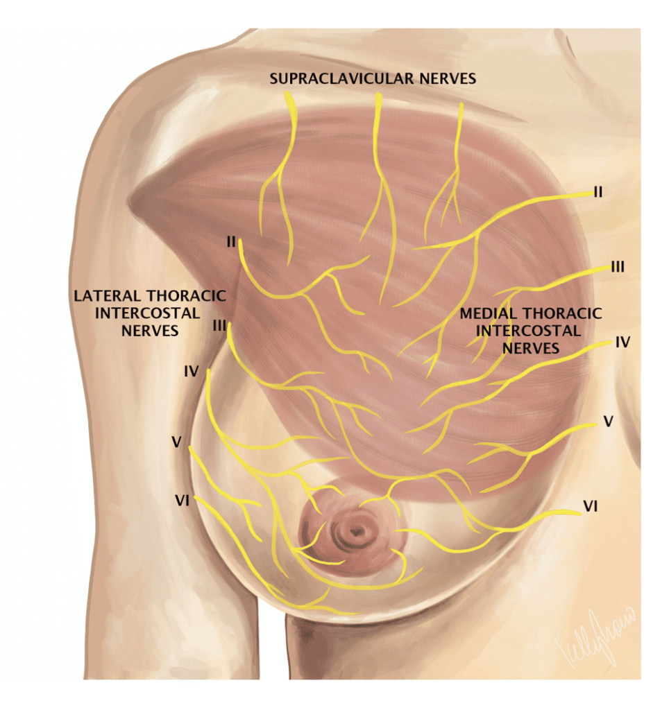 Breast pain  The 3 types of breast pain and their causes