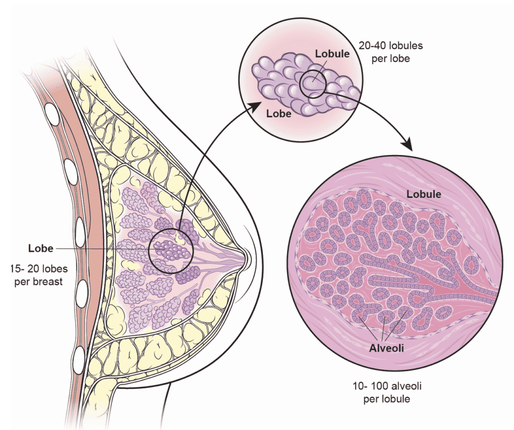 Functional milk making units of the breast illustrated in lobes and lobules.