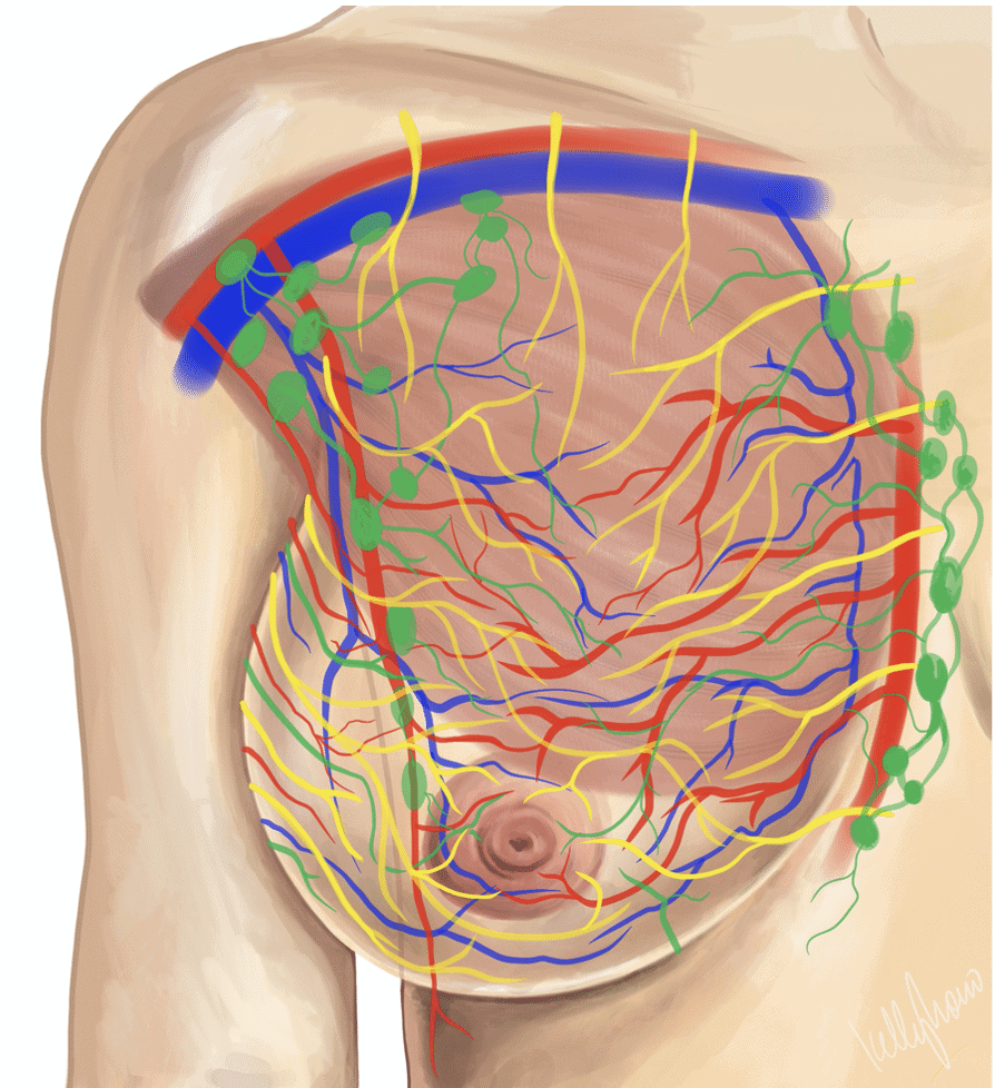 The breast is a gland that contains blood vessels (red and blue), nerves (yellow), lymphatics (green) in addition to the functional milk-making cells. Massage damages these structures!